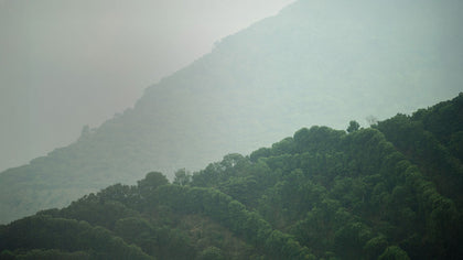 혁신으로 진화하는 커피 재생 농업