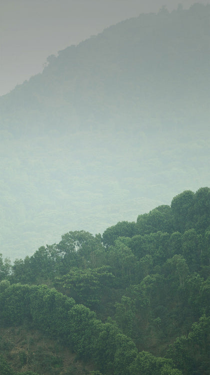 혁신으로 진화하는 커피 재생 농업: 블루보틀 기후 행동의 다음 단계